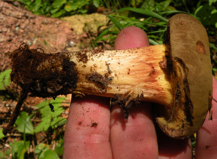 Due Boletaceae trentine